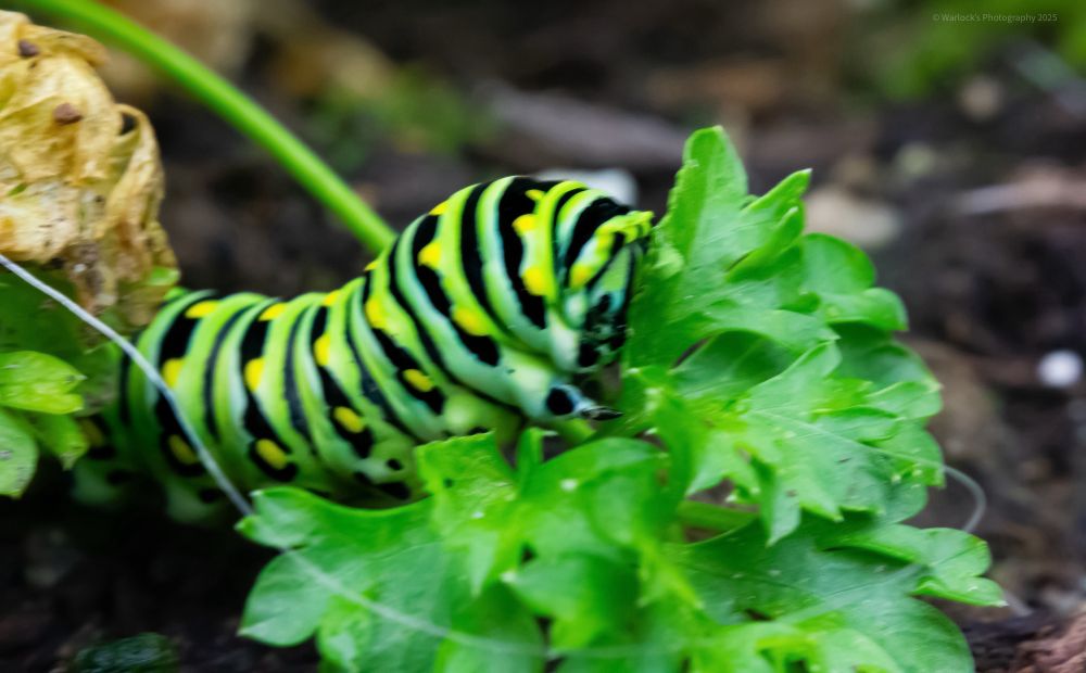 The mature caterpillar when disturbed will adorn an orange forked organ; the osmeterium pops from its head, releasing a foul smelling order to deter predators. 

Also known as Parsley Worm, these lovely chunky critters transition into The Black Swallowtail Butterfly. This process takes place roughly 10 to 30 days after voraciously feasting on its host plant. 