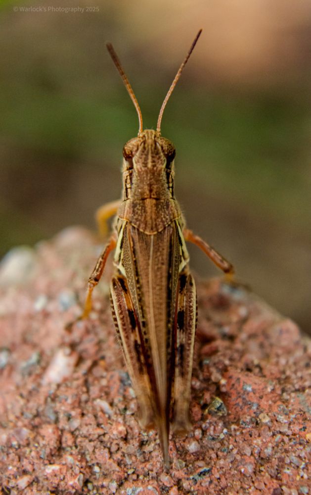 Two-Stripped Grasshopper:
Melanoplus bivittatus 

A relatively large species of grasshopper native to North America, measuring between 1 to 1.6inches ( 26-44mm) in length; it’s widely distributed across its region.

These jumpy critters are rather adapted and thrive off lush herbaceous vegetation; avoiding areas with high tree density. 

Taken with Canon T2i Rebel equip with 18mm - 55mm Lens and Marco FX Lens Full. 

ISO400 43mm 0ev f/5 @ 1/2500s