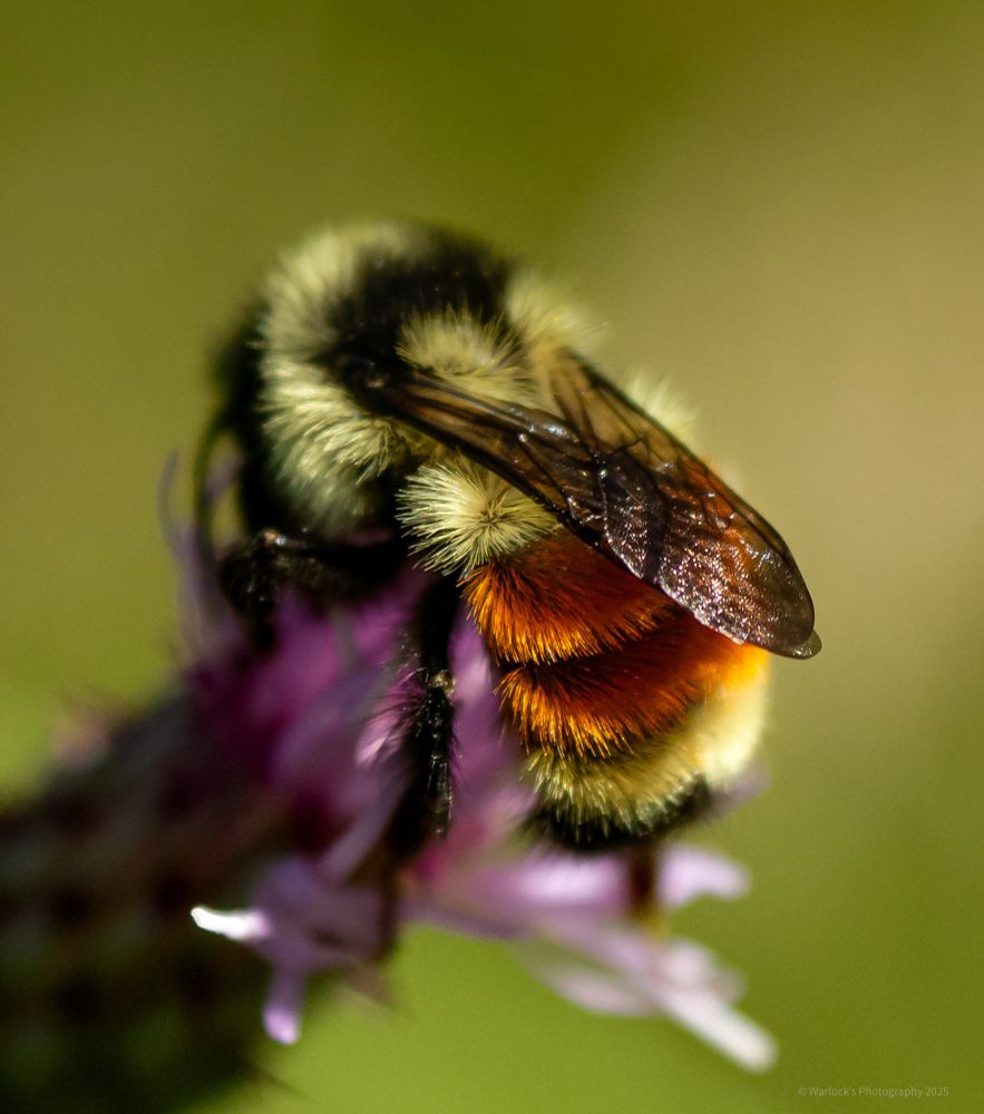 This fuzzy multicolored nectar collector is also known as the Orange belted bumble bee. They’re social insects, nesting in ground burrows, with a colony cycle of roughly one season. 

Only newly mated queens go through the overwintering process known as diapause. “Long Live the Queen”