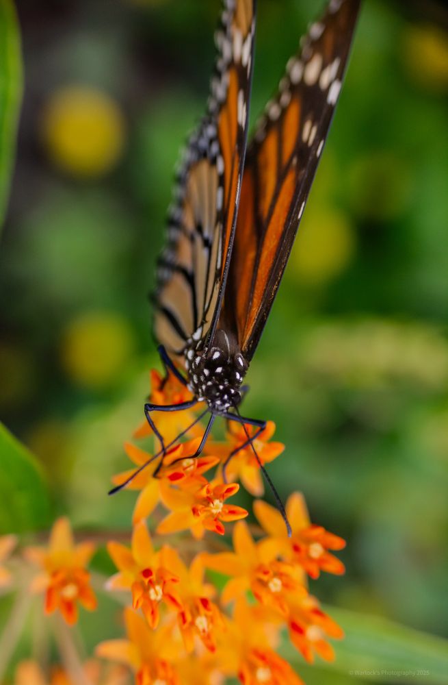 They’re know for their vibrant orange wings, with the inner wing being a darker shade, covered in black veins, connecting to a black boarder with white spots. 

Their wingspans average between 3.5in to 4in ( 8.9cm - 10.2cm ), with females having thicker wing veins than the males; males can be distinguished black spot on the hindwing. 

ISO800 32mm 0ev f/4.5 @ 1/500s