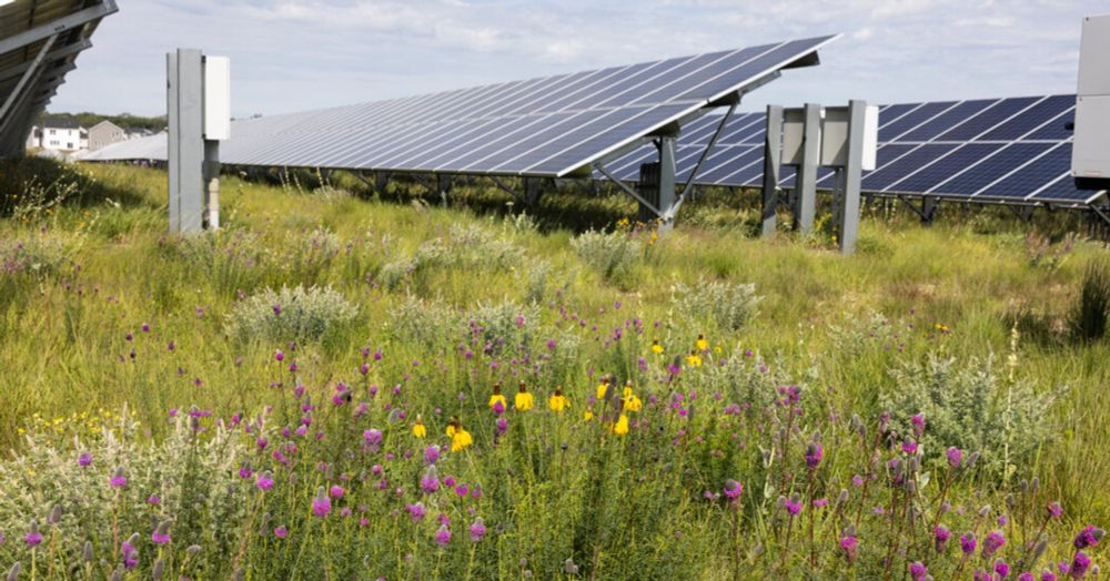 Solar Farms Have a Superpower Beyond Clean Energy