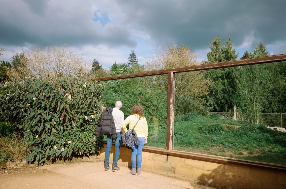 Two people are standing in front of a large glass window, looking out at a lush, green outdoor area. The scene appears to be set in a zoo or a nature reserve, with dense foliage and trees visible through the glass. The sky is partly cloudy, with patches of blue visible. The individuals are dressed casually, with one person wearing a yellow top and the other in a light-colored top. The setting suggests they are observing animals or enjoying the natural scenery.