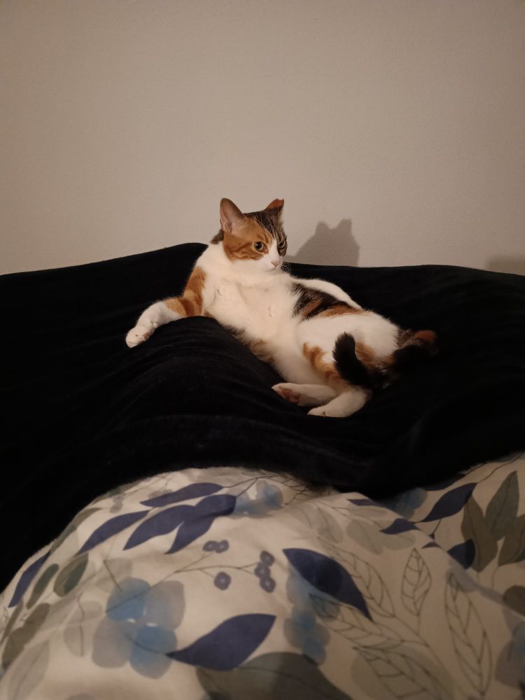 Mi gata panza arriba encima de una mantita en la cama. Está a gustito