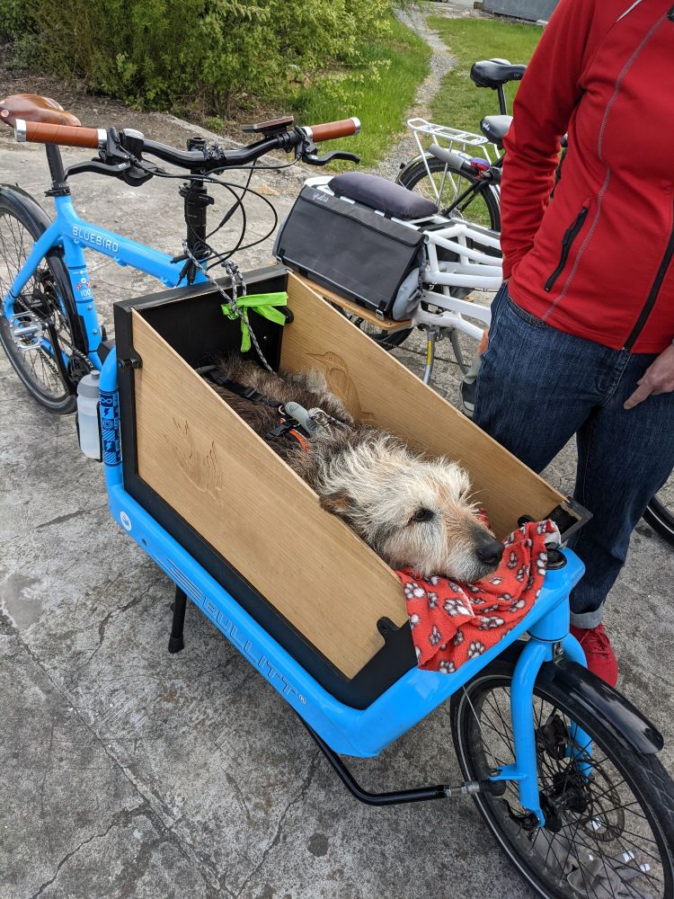 Very good elderly dog named Jess relaxing in her comfy bed in the front of a cargo bike. 