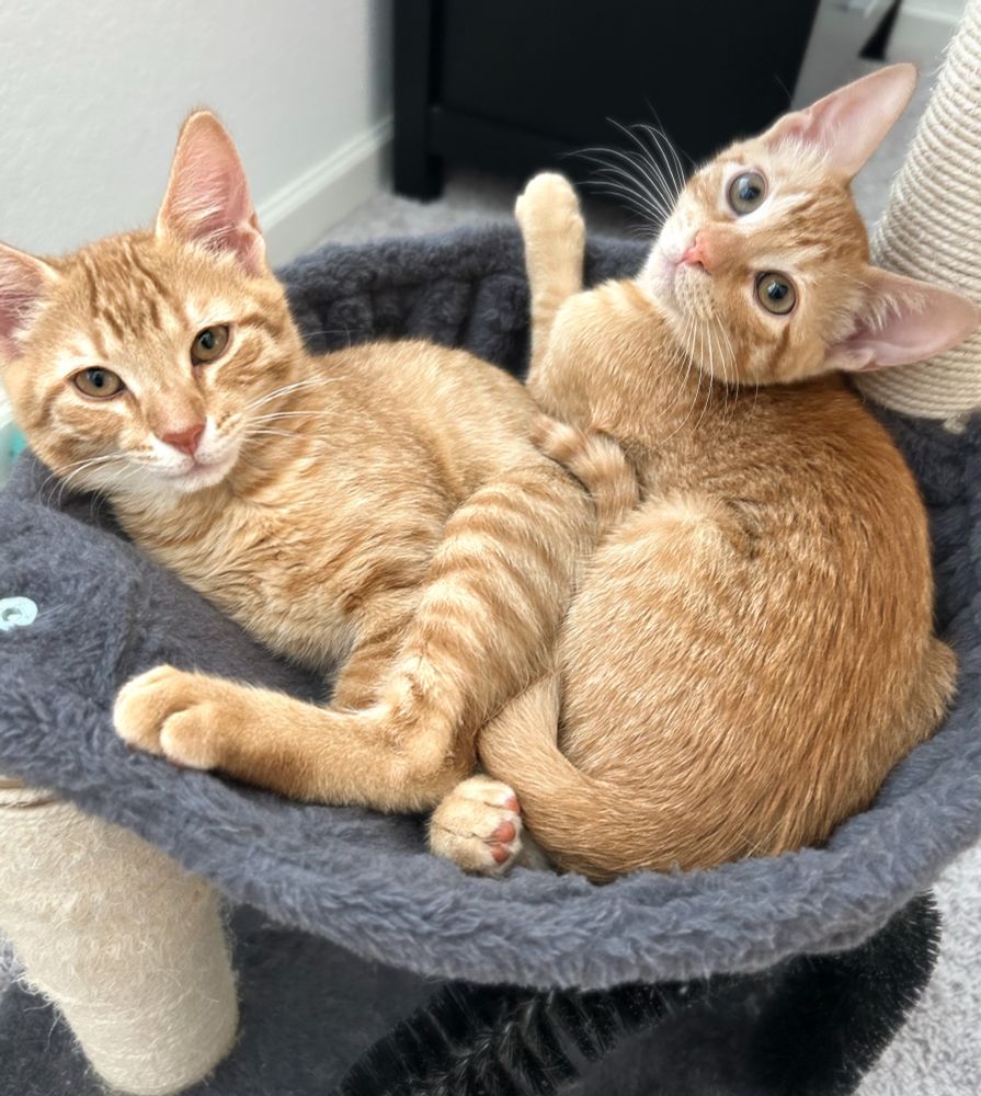 Cats