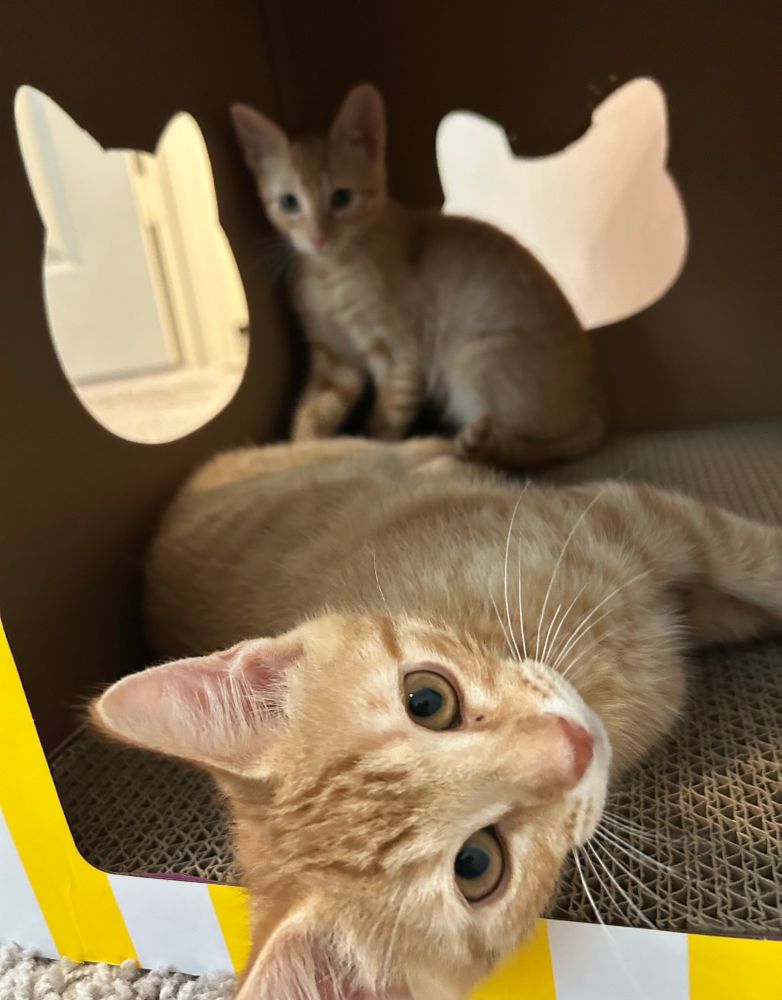 Cats