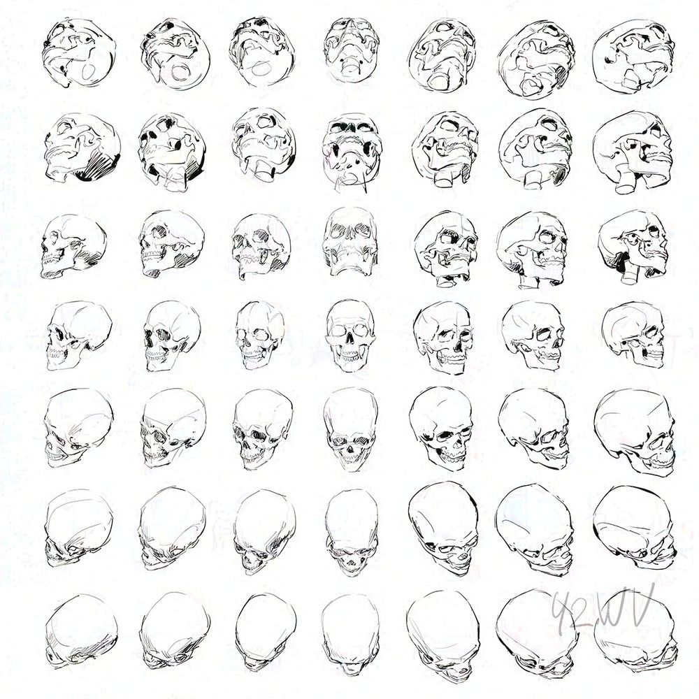 Drawings of skulls in different perspectives
