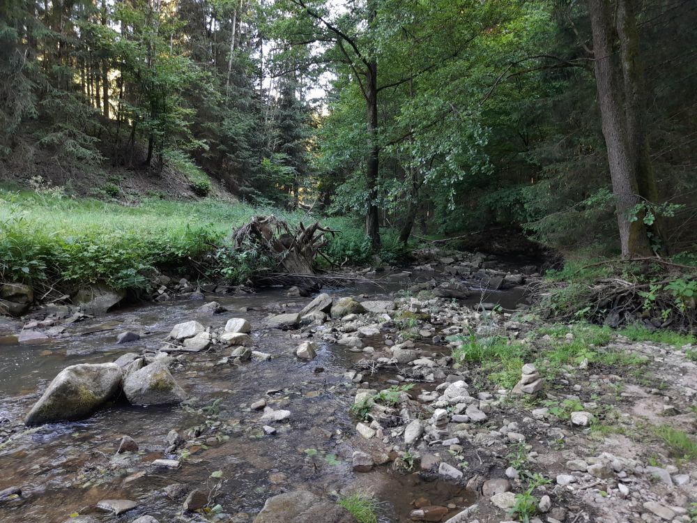 Ein Flüsschen im Wald. Steine ragen empor, wo eigentlich Wasser darüber fließen sollte. 