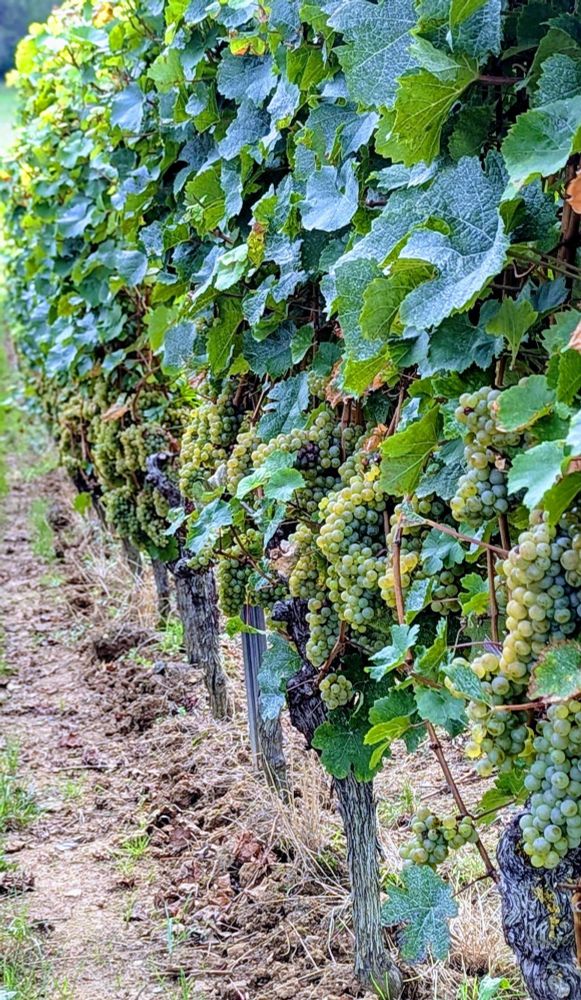 Rieslingtrauben an der Rebe