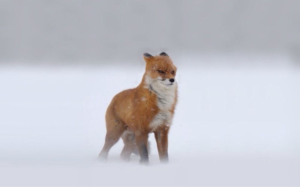 fox in field during windy snow weather