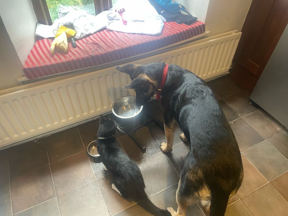 Black & tan German Shepherd dog looking at her new friend - a black and white cat. Over shared food bowls. 