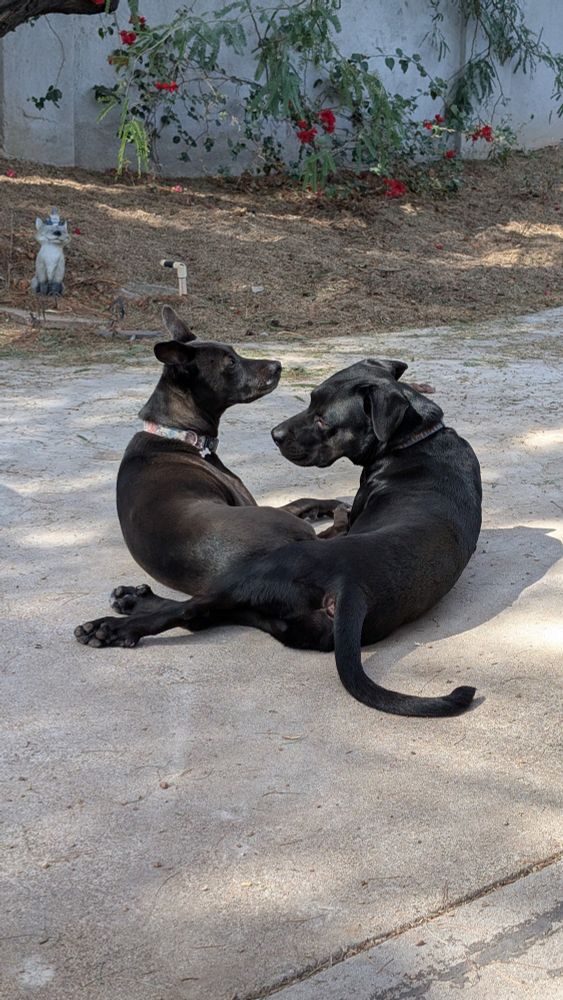 Two black/dark brown dogs laying on a concrete patio. In the background is a bed of rocks, a bougainvillea, and a ceramic fox. 