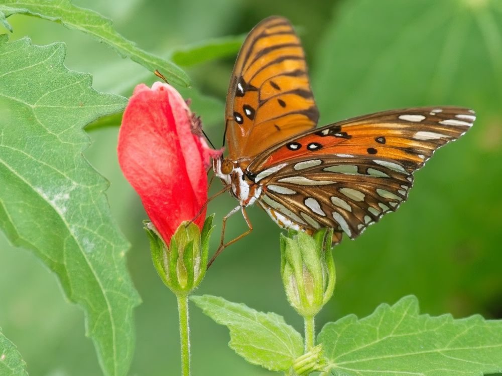 Gulf Fritillary Butterfly