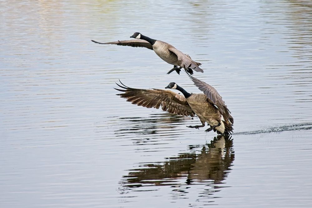 Canada Geese Landing on Cottonwood Lake
