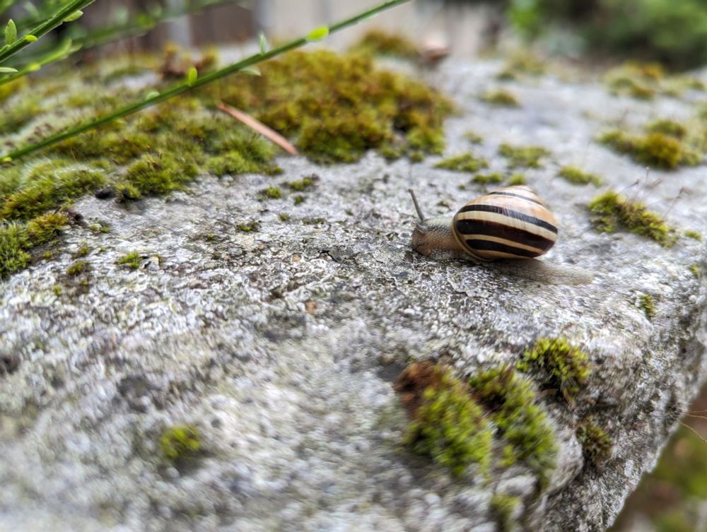 Eine kleine Schnecke mit einem schwarz-gelb gestreiften Haus sitzt auf einem Steinzaun auf dem Moos wächst.