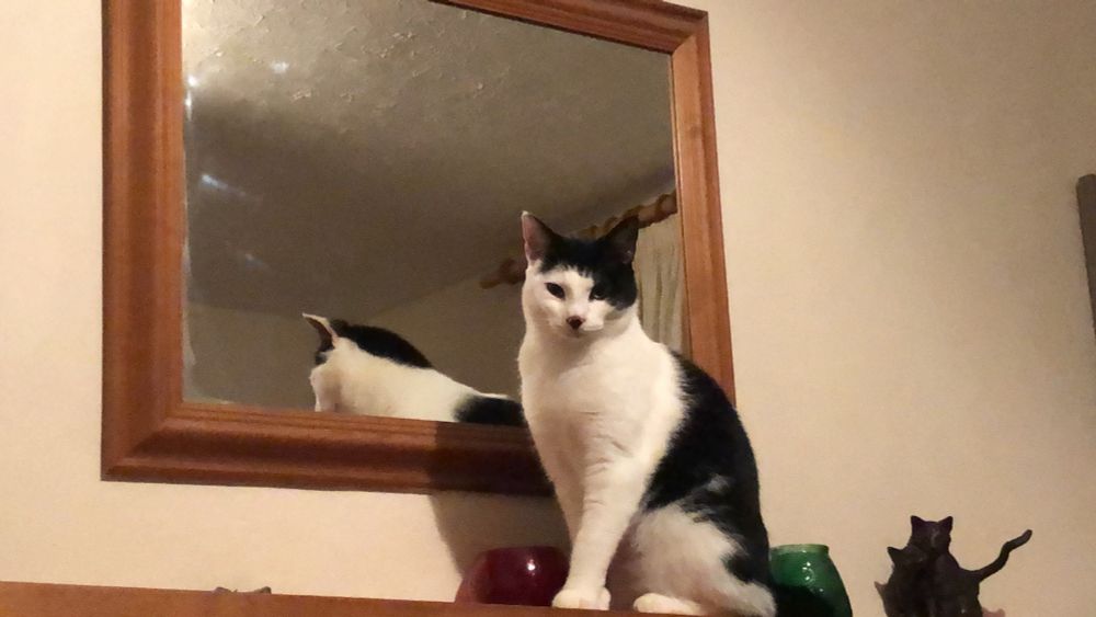 Black and white kitten sitting on a mantle piece in front of a mirror.