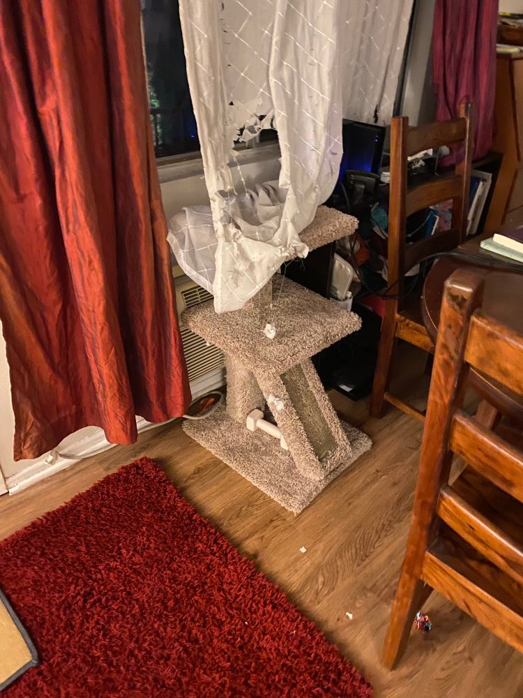 A lace curtain with a cat-sized hole in it