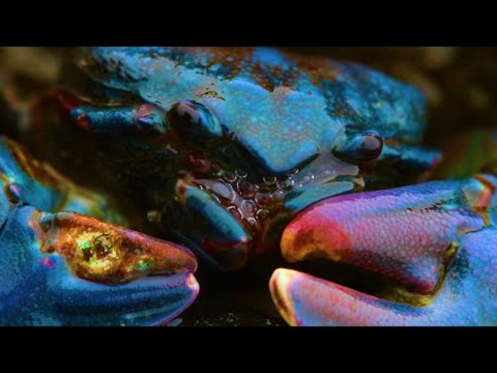 Kaitlyn Aurelia Smith & Joe Goddard - Neptunes (Official Video)