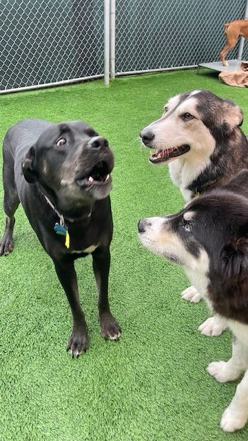 Kuro a big black mutt is standing on a turf next to two huskies. His mouth is open; one of the huskies is also seem to sing/bark,
The other one looks disapprovingly on the other two