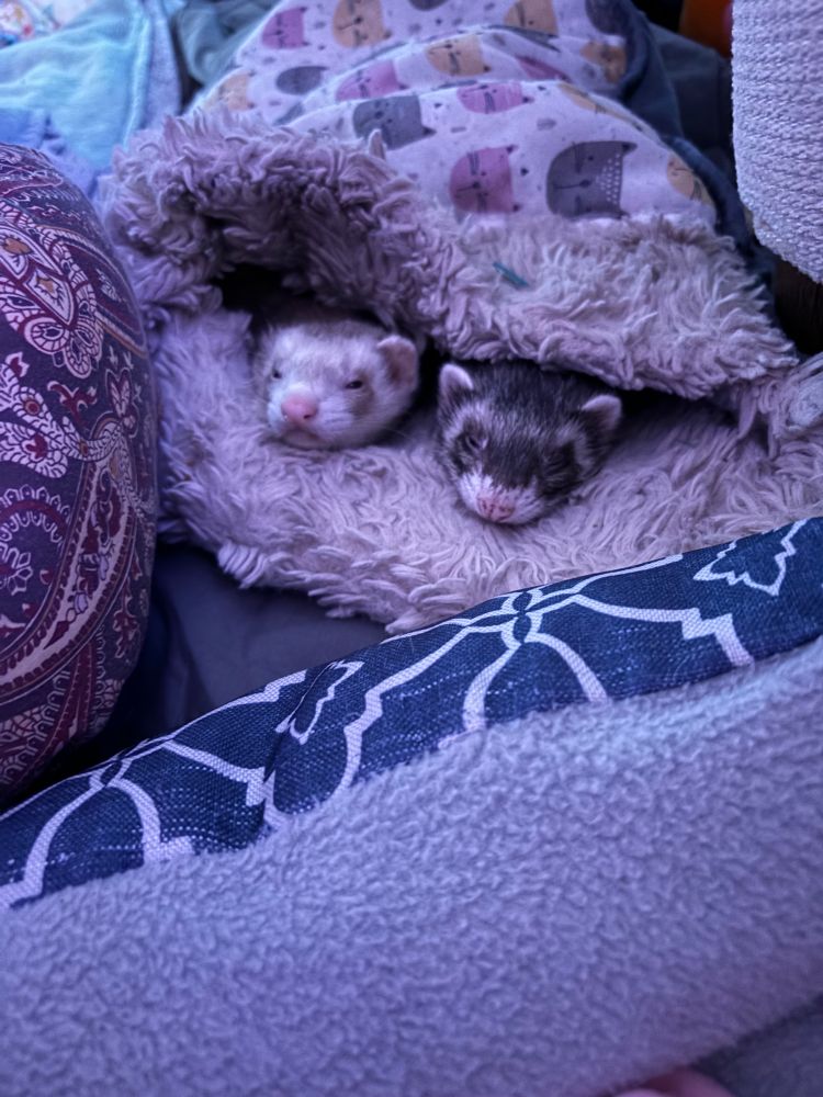 Two ferrets sticking their faces out of a sleeping sack.