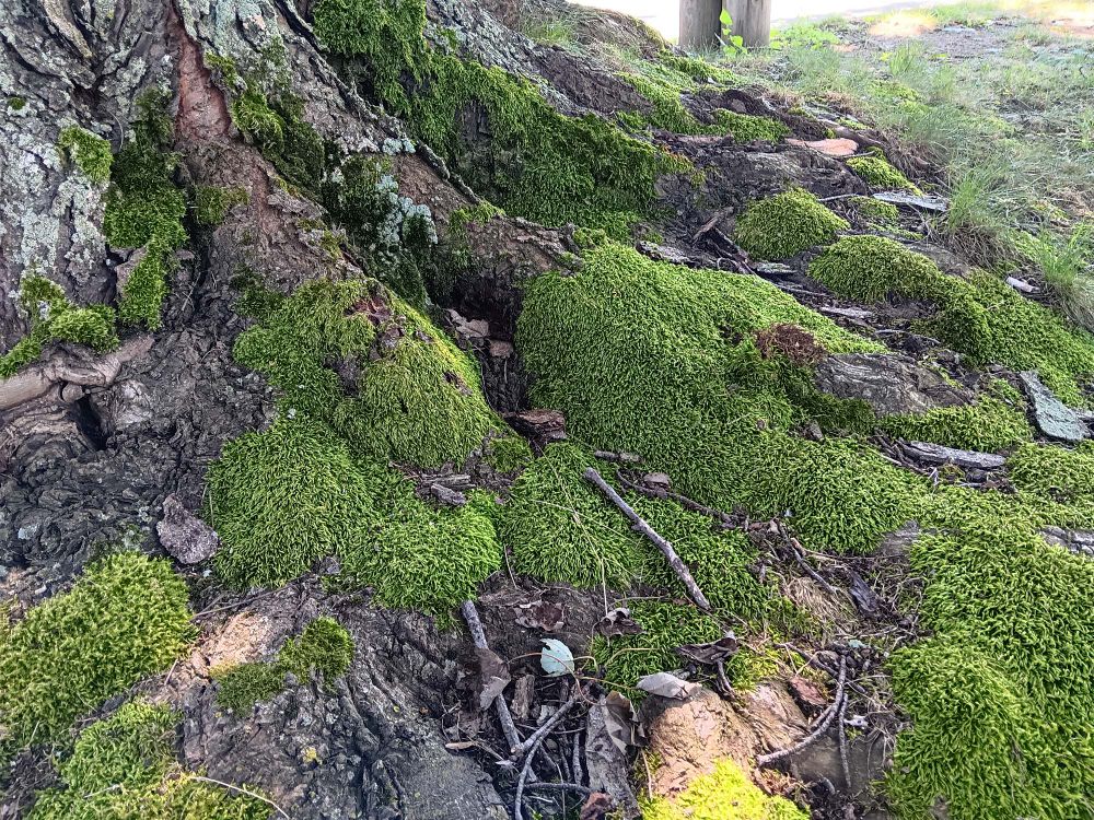 Large tree roots coated in a patchy carpet of moss and dappled with a few spots of sun.