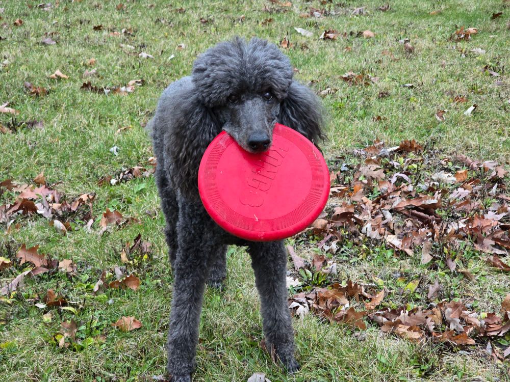 Blue black standard poodle, with fluffy ears, holding a red Frisbee in her mouth. Standing in a grassy area. 