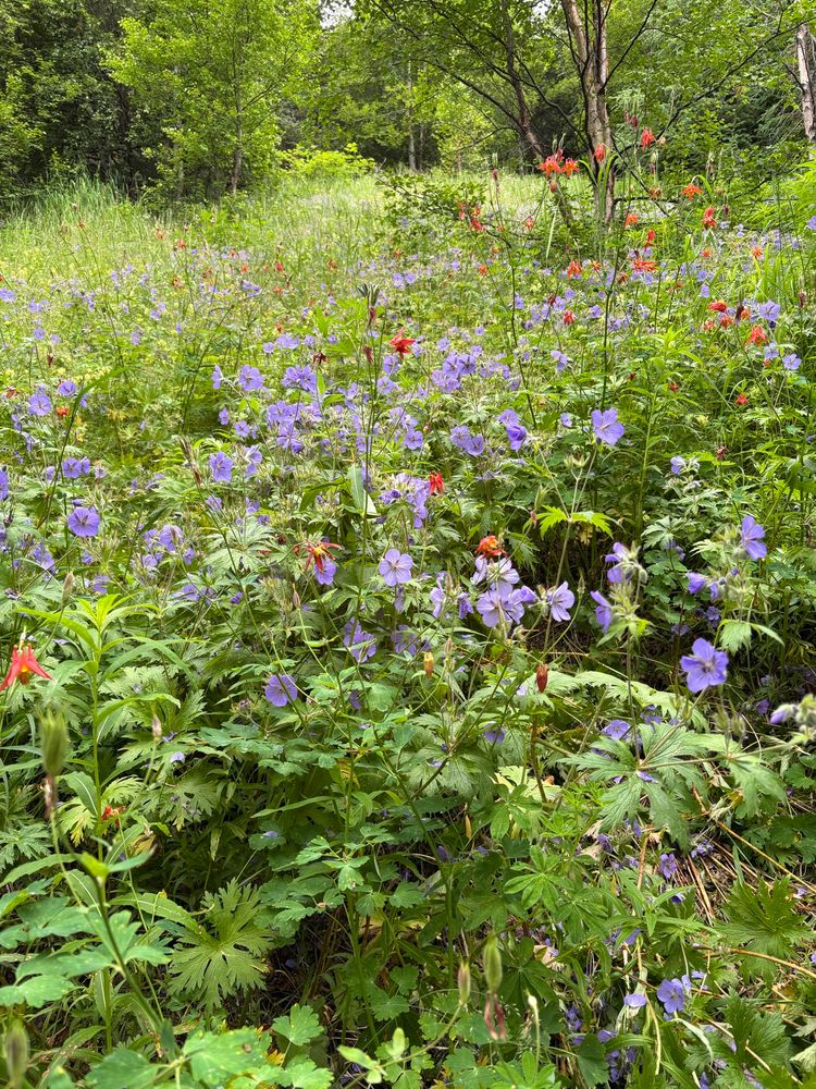 Alaskan wildflowers of purple and red flowers 