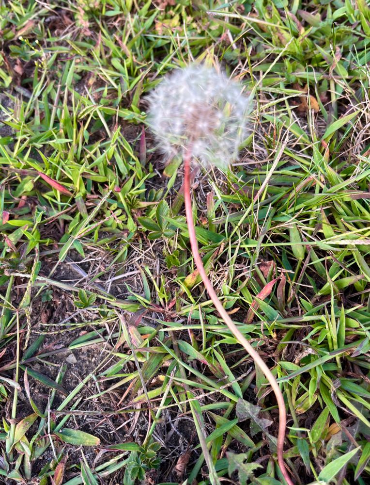 A dandelion at the end of summer, white tufts of seed pods. 