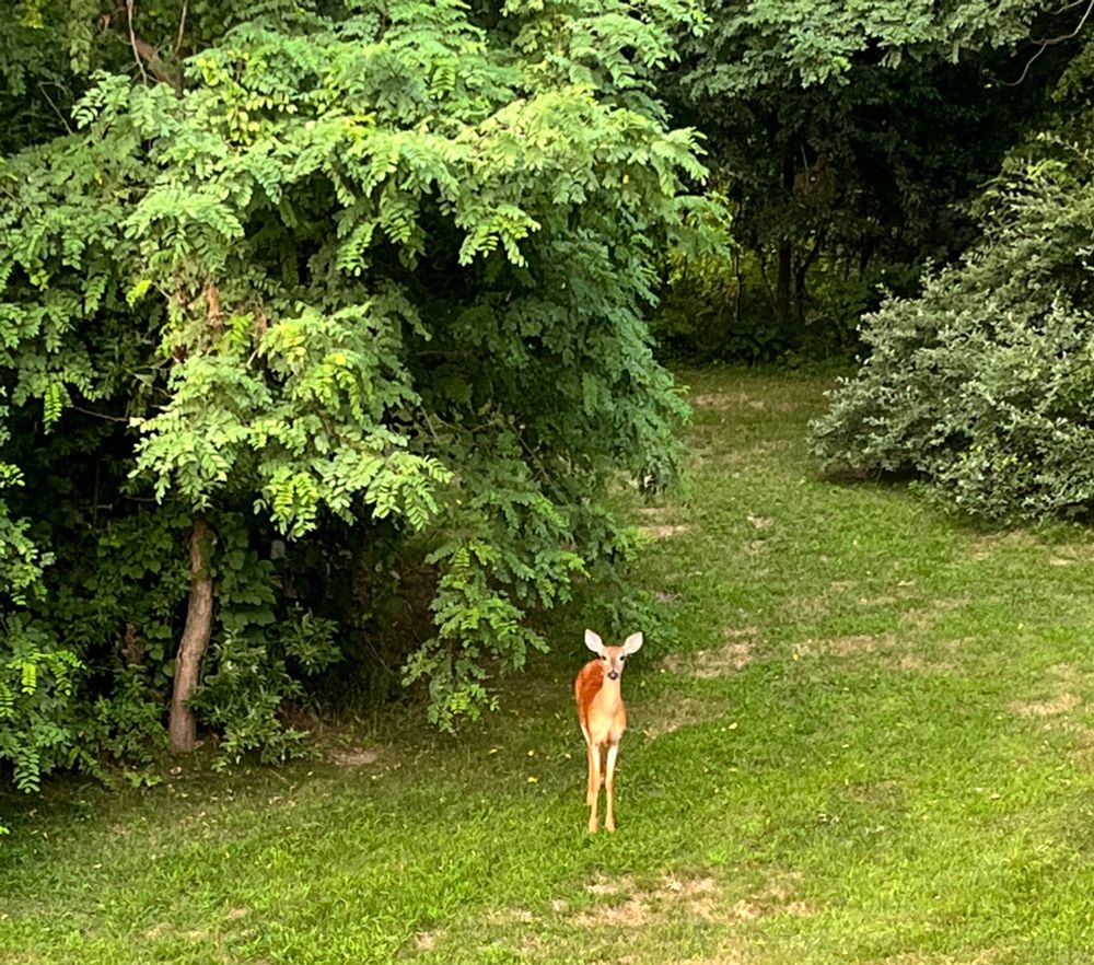 A doe looks out from a stand of trees. 