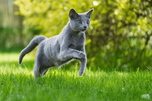 A cat running through grass.