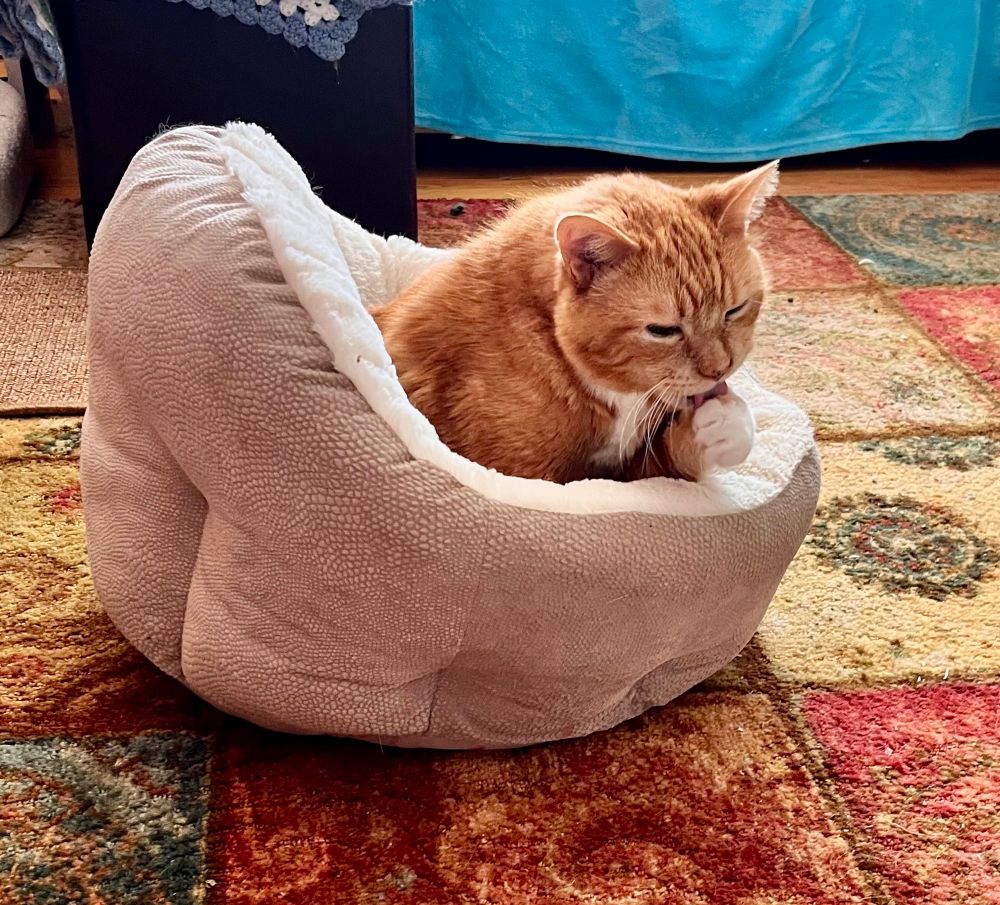 A ginger cat licks his cute little white paw. 