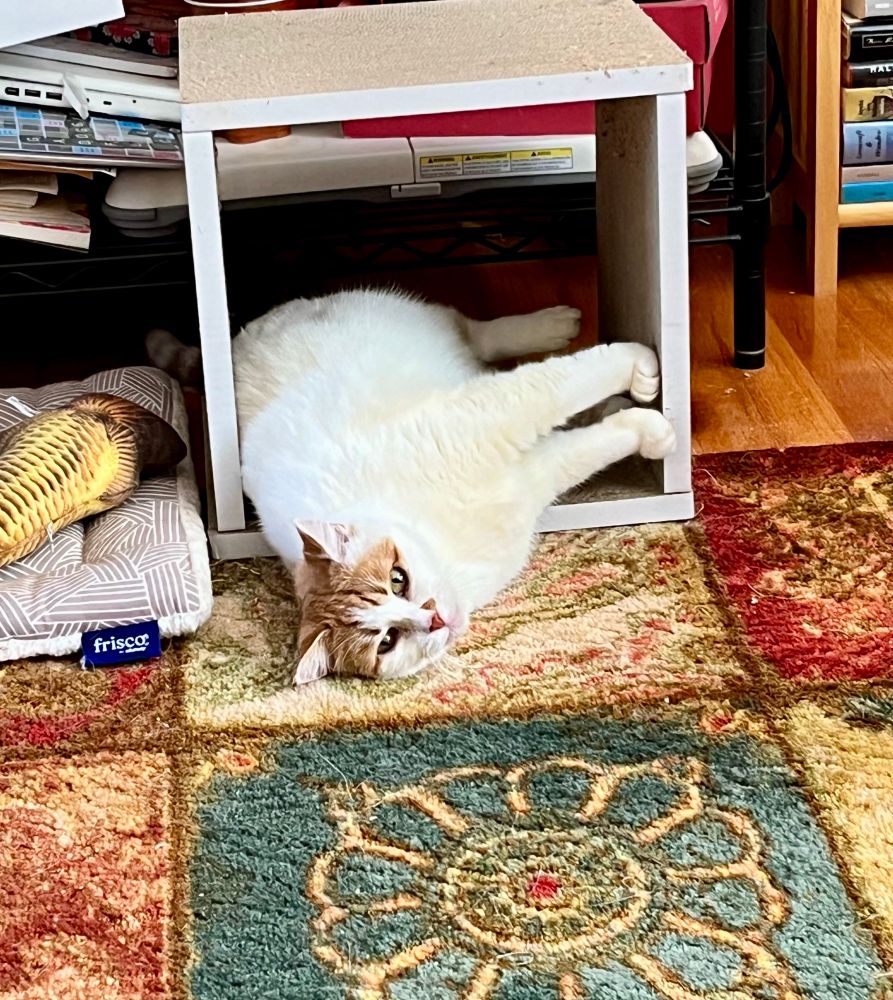 A beautiful white cat with orange markings peers out from inside a box. 