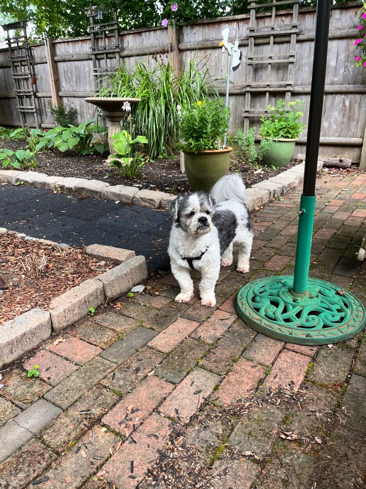 A small grey and white dog stands on a garden path. 