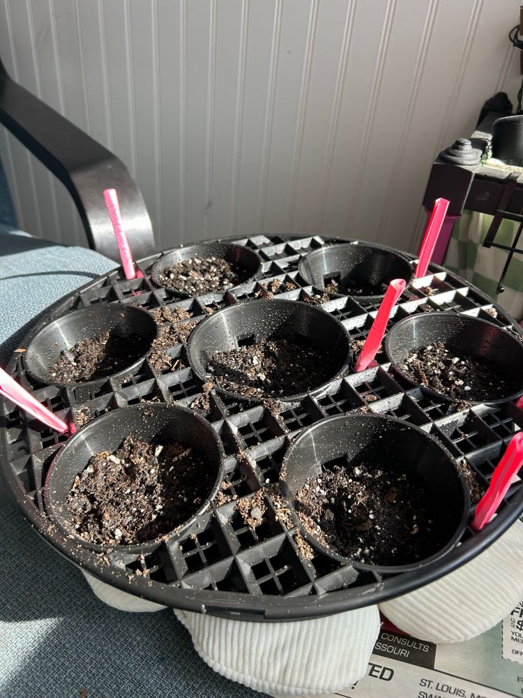 divided planting pots with dirt and freshly planted seeds
