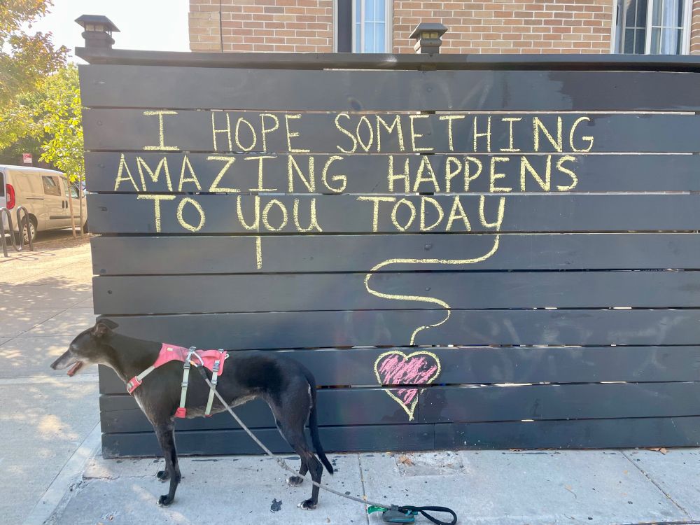 The greyhound wishes that something amazing happens to you today.
