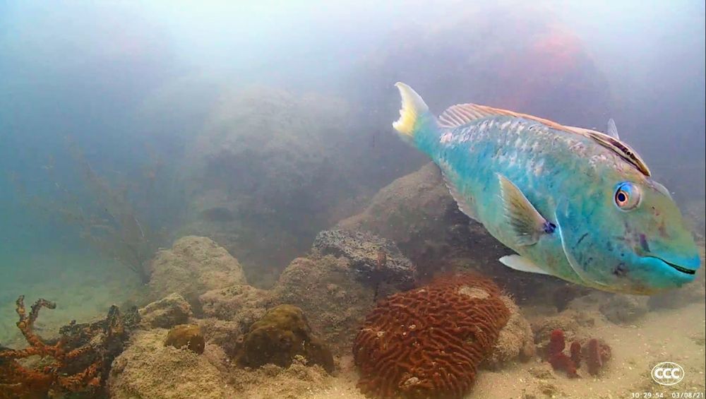 A male yellowtail parrotfish (blue with a yellow tail) swims over rocks and coral. He has scrapes on his face, and a remora stuck to his head like a hat.