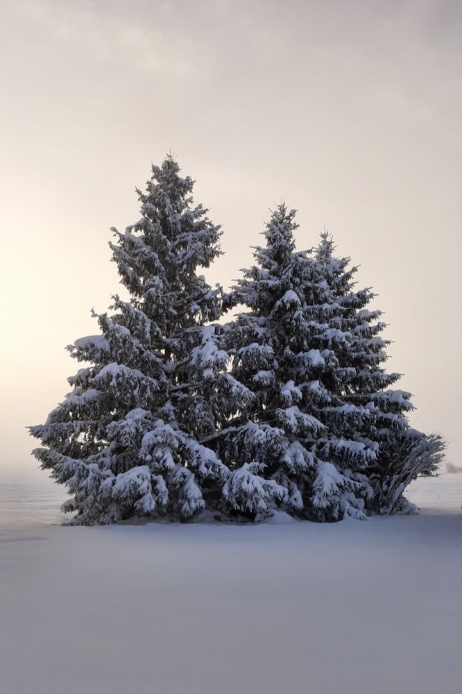 Three tall evergreen trees, their branches laden with fluffy snow. The ground around them is a fresh white blanket of snow. The sky behind them is slightly foggy, diffusing the morning sunlight into a pale peach glow.