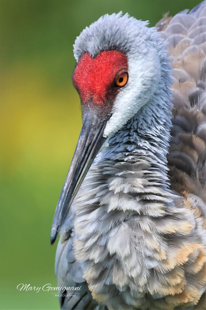 Large gray bird with the red crown and amber eyes is standing with his head and neck coiled against its body. The bird's head is tilted down giving a serious look.