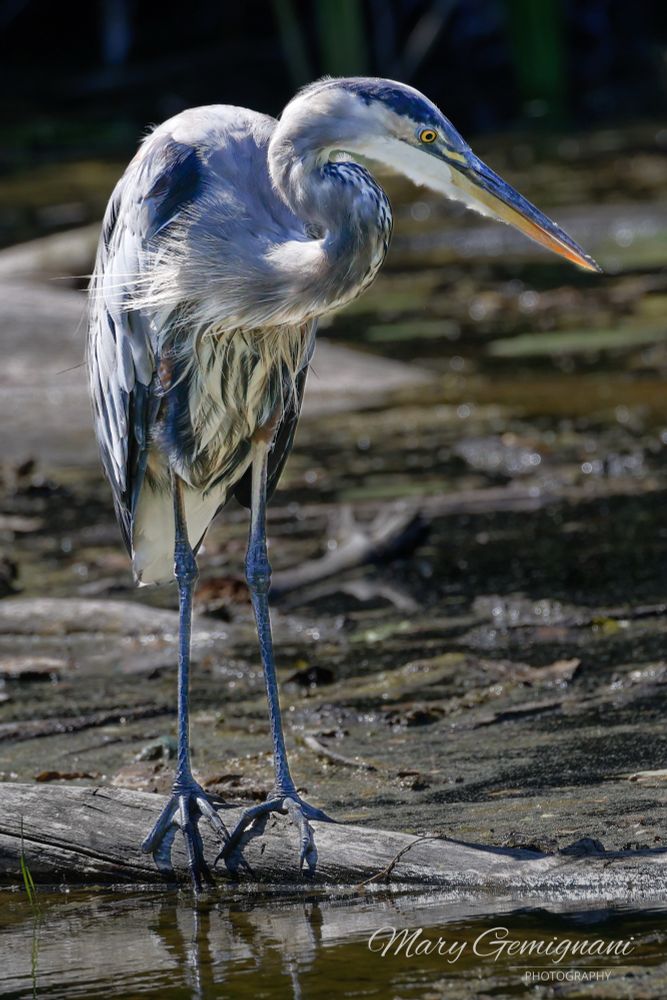 A large blue and white bird with a yellow beak and yellow eyes is standing on a log in a marsh looking down at the water.