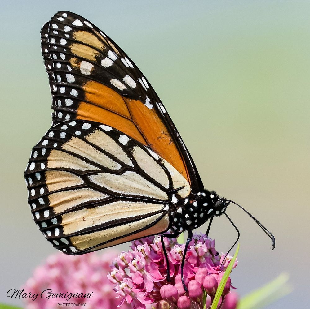 An image of an orange, tan, and black butterfly, a Viceroy Butterfly. They resemble a Monarch butterfly with a few differences.