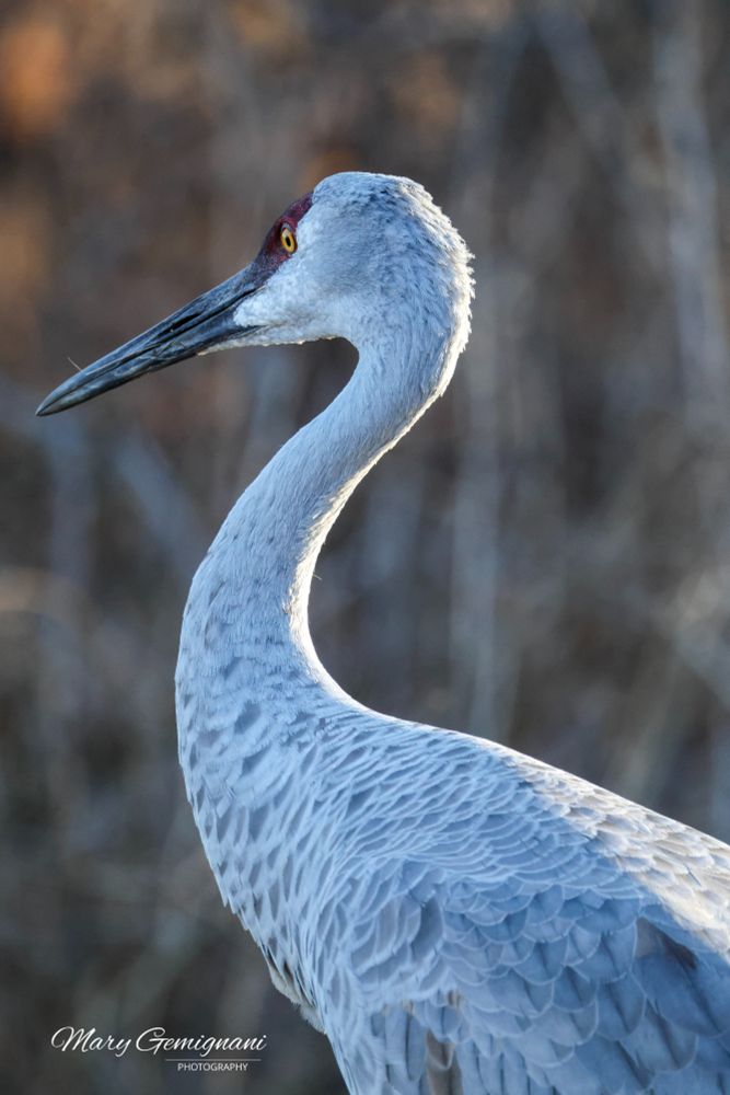 A large gray bird with a red skin patch on it's forehead and amber eyes is walking about it's habitat on a beautiful Fall day.