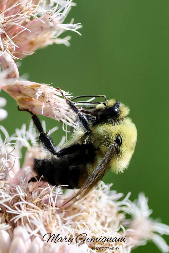 Side view of a Bee sipping nectar.