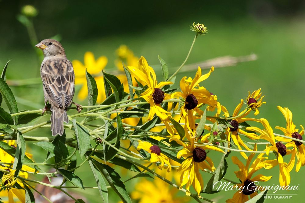 A female Sparrow perched on a branch of yellow flowers at a local pond. The image shows the bird's back and the bird is looking back at the photographer.