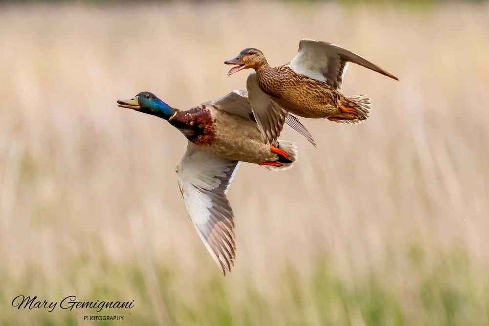 Two brown ducks take flight. The male has a dark green colored head. The background is light brown marsh grasses.
