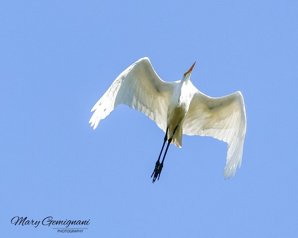 Great Egret flying by with a #Bluesky backdrop.