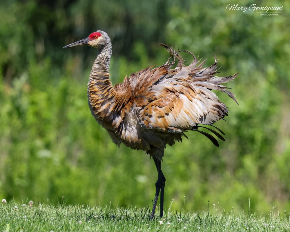 A large gray bird with a red crown and amber eyes is shaking water off his feathers after bathing in a pond.