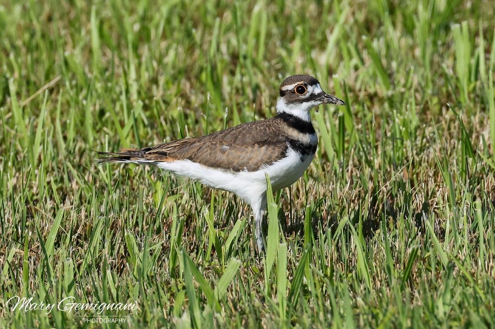 Young Kildeer in the grass. The bird has a yellow ring around a large dark eye. Brown back with white breast and underparts. It also has two dark rings and on light ring marking around the lower neck and upper chest.