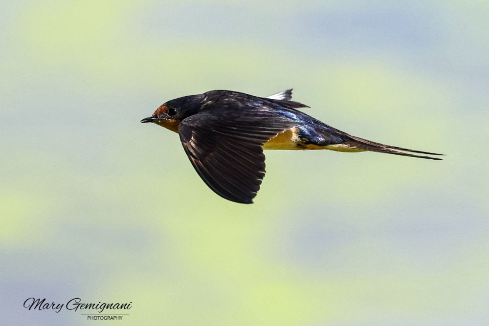 Barn swallow in flight hunting bugs over marsh duckweed.