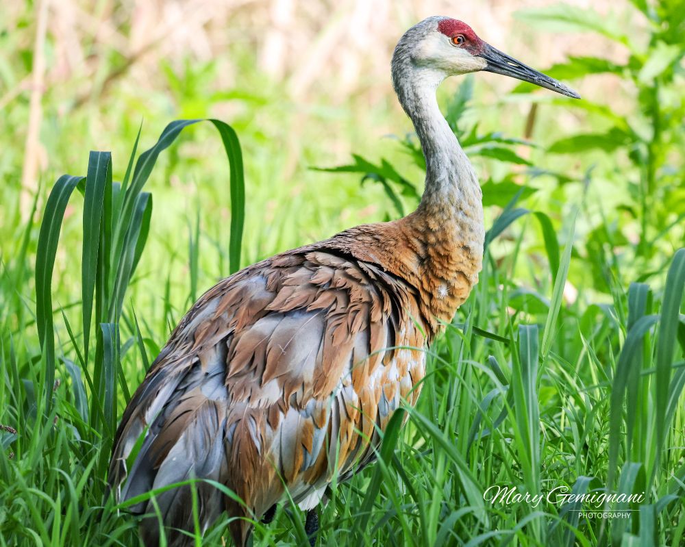 A large gray bird with a red crown and amber eyes is standing in some tall grass.