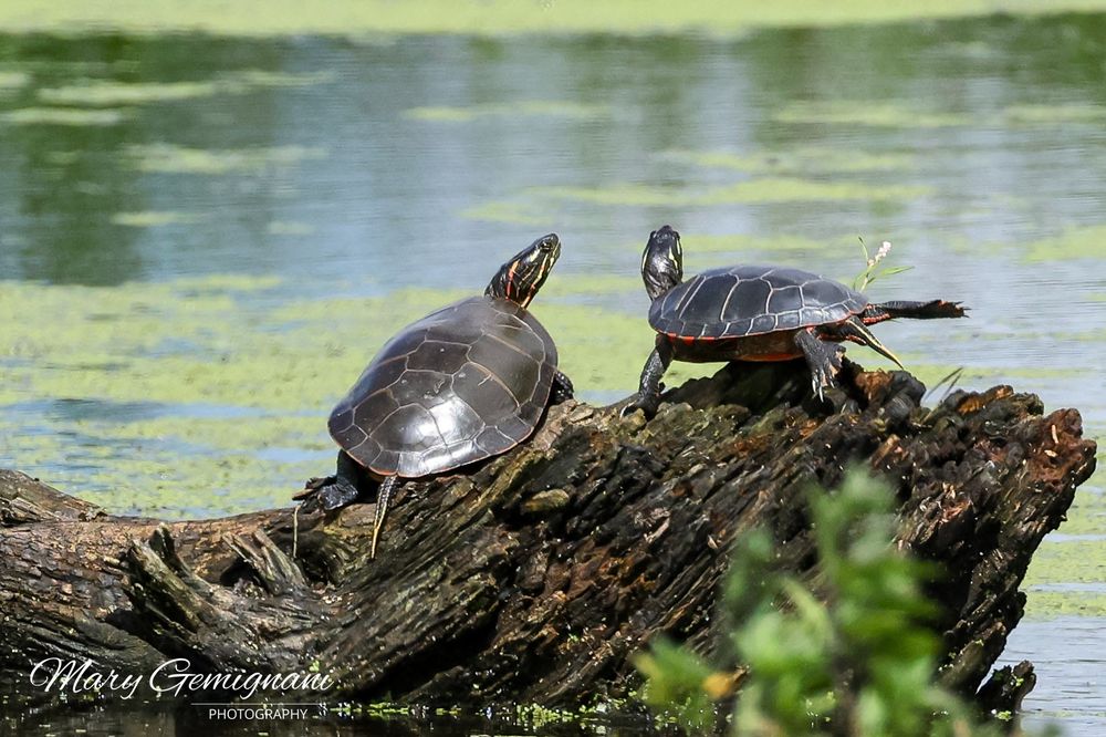 A couple of painted turtles on a log at a large marsh on a sunny day.